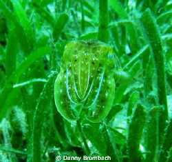 This pretty Cuttlefish hide between the sea grass. For my... by Danny Brumbach 